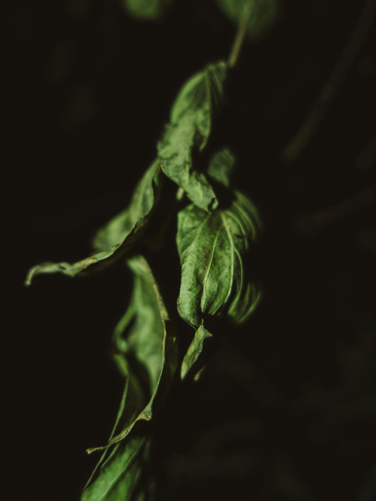 Herbs